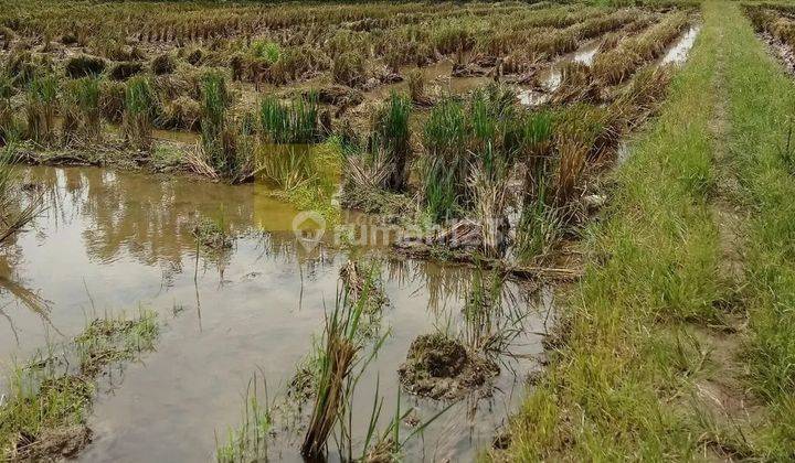 Miliki Sawah Irigasi di Area Pemukiman dan Perumahan 1