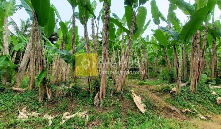 Miliki Tanah dengan Lebar Muka 50m vr 1