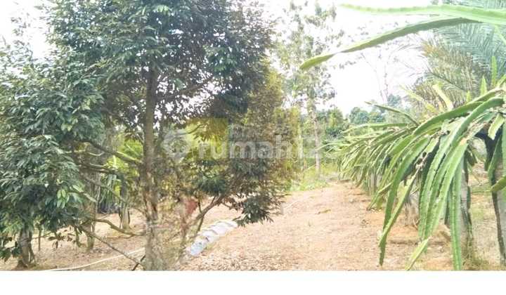 Tanah Perkebunan Buah-buahan Tanah Perkebunan Buah-buahan