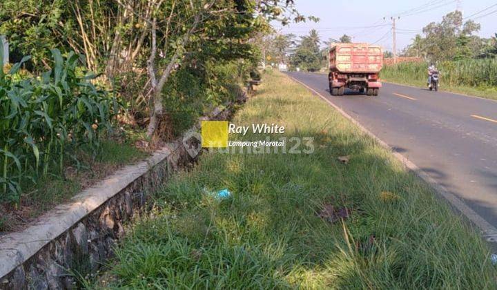 Tanah Perkebunan Di Labuhan Ratu LamTim 1