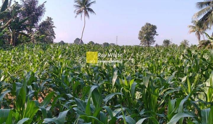 Tanah Perkebunan Di Labuhan Ratu LamTim 2