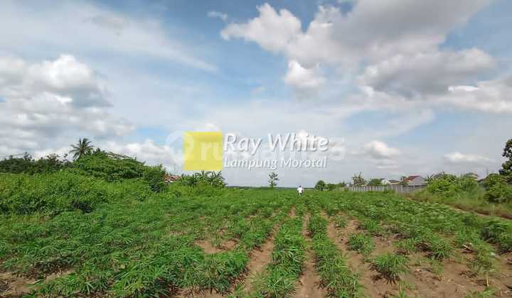 Tanah di Jalan Lintas Seputih Jaya Gunung Sugih yh