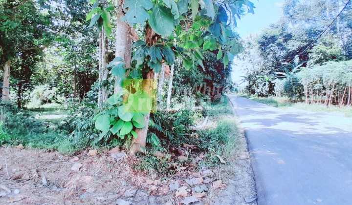 Dijual Tanah Perkebunan sm