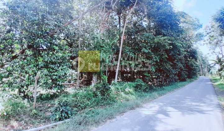 Dijual Tanah Perkebunan sm