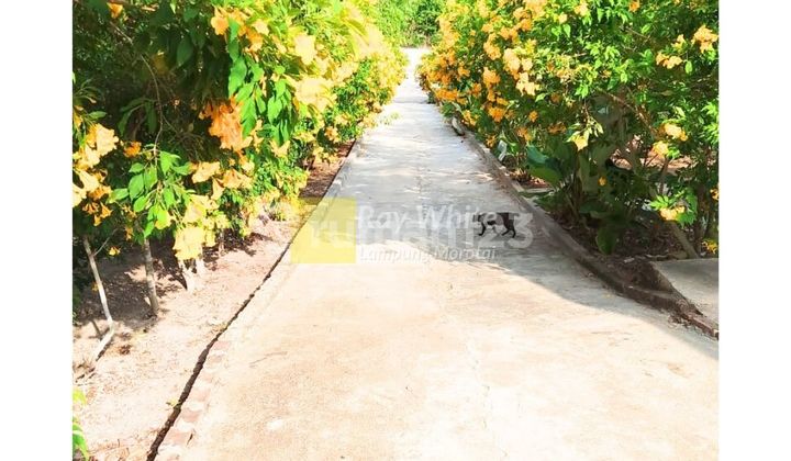 Dijual Tanah Wisata Perkebunan