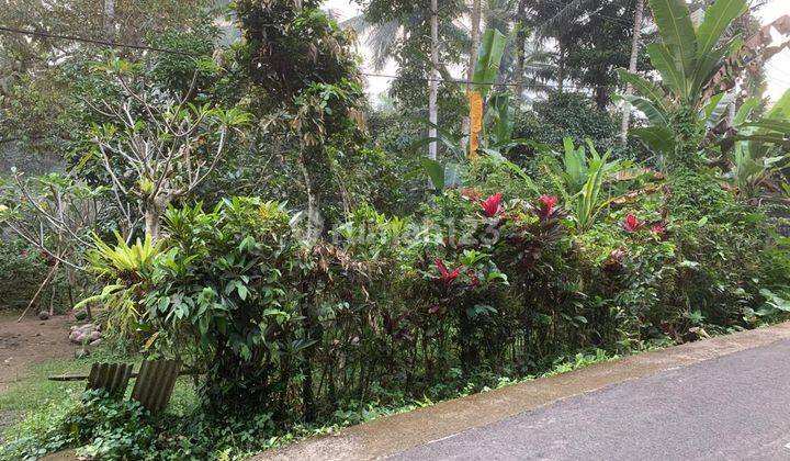 Cheap Durian And Coconut Orchard Land For Sale In Tabanan 2