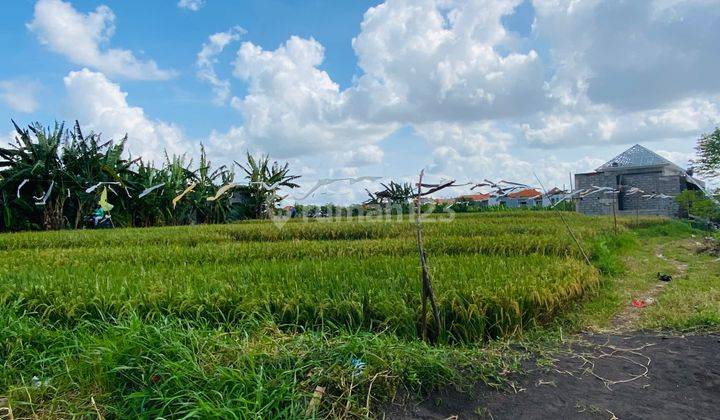  Tanah SHM View Sawah Luas 3 Are di Dalung Permai Canggu  1