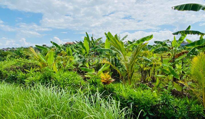 Tanah Murah Shm View Sawah Di Tabanan Dekat Canggu  2