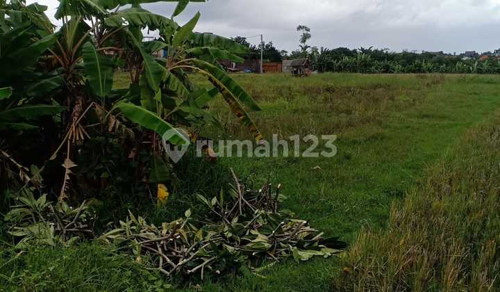 Tanah lokasi strategis untuk Villa sangat dekat ke Canggu 4