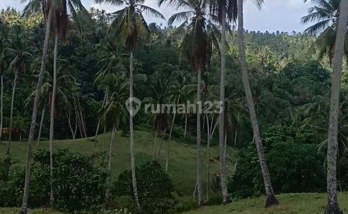 TANAH STRATEGIS UNTUK RESORT DAN VILLA DI SELEMADEG BARAT 2