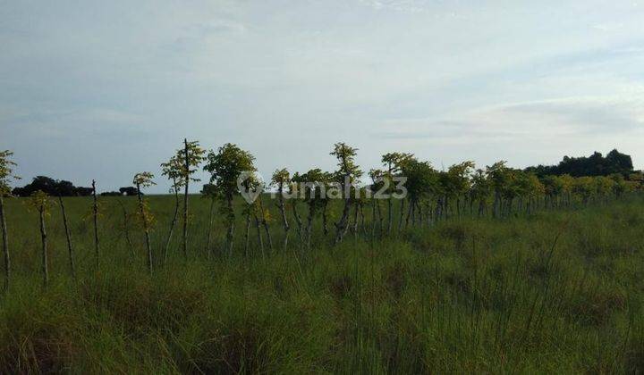 Tanah los pantai di kadumbul pandawai sumba timur 2