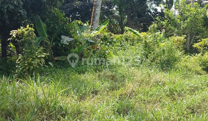 For rent, 40 acres of land from Gempinis Tabanan