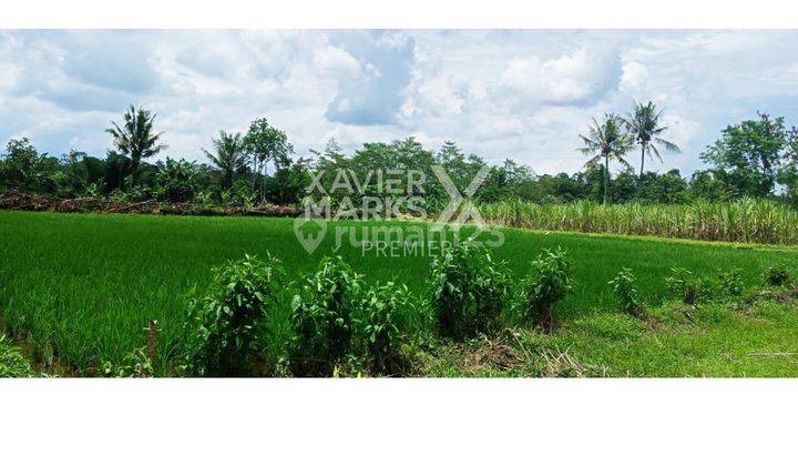 Cepat Laku Sawah Dan Tanah Murah Di Wajak Malang 1