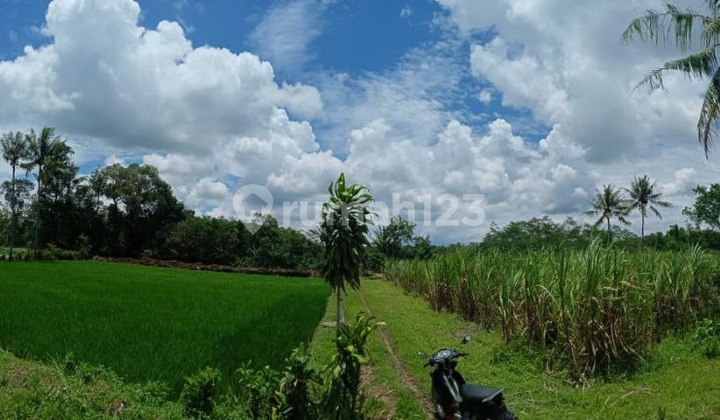 Cepat Laku Sawah Dan Tanah Murah Di Wajak Malang 3
