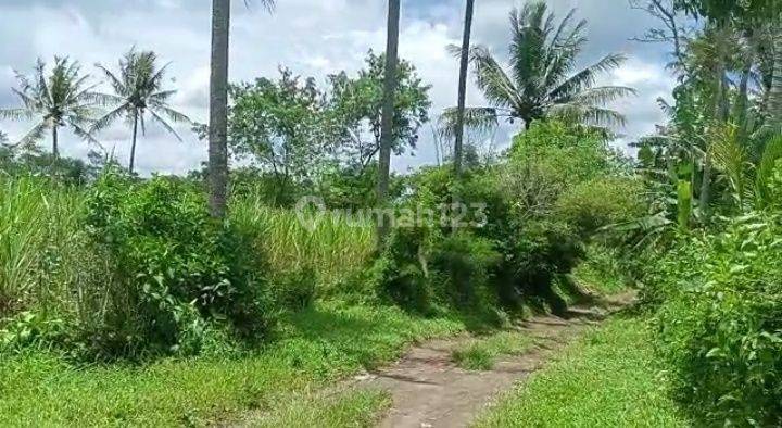 Cepat Laku Sawah Dan Tanah Murah Di Wajak Malang 2