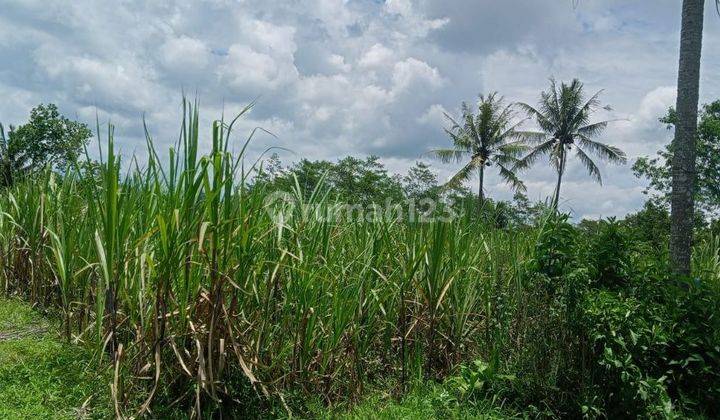 Cepat Laku Sawah Dan Tanah Murah Di Wajak Malang 4