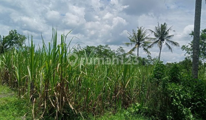 Cepat Laku Sawah Dan Tanah Murah Di Wajak Malang 8