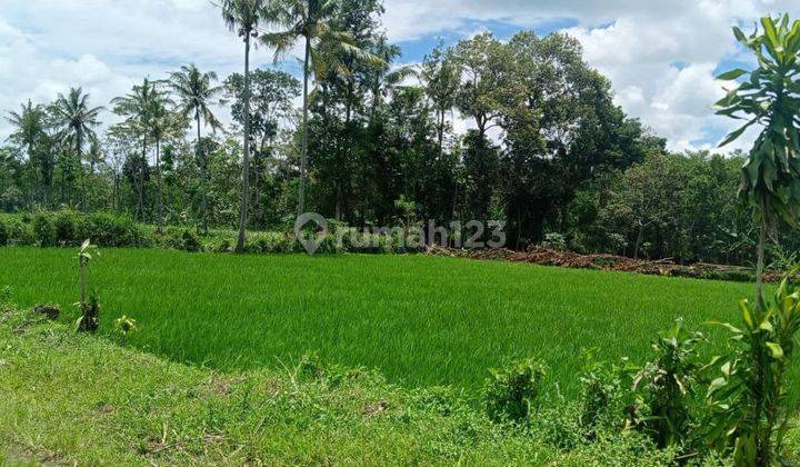 Cepat Laku Sawah Dan Tanah Murah Di Wajak Malang 9