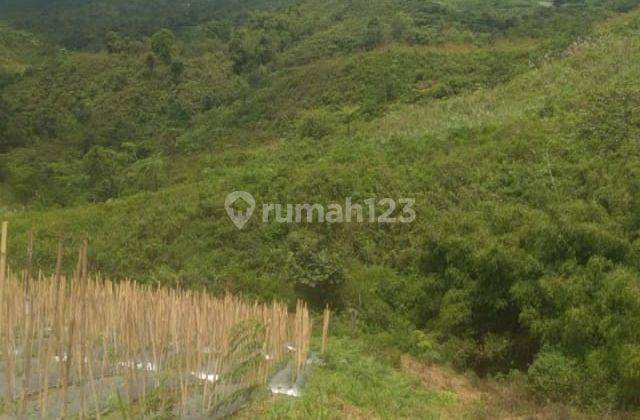 Dijual Tanah Kebun Di Desa Cigudeg, Kecamatan Cigudeg, Kabupaten Bogor, Propinsi Jawa Barat 2