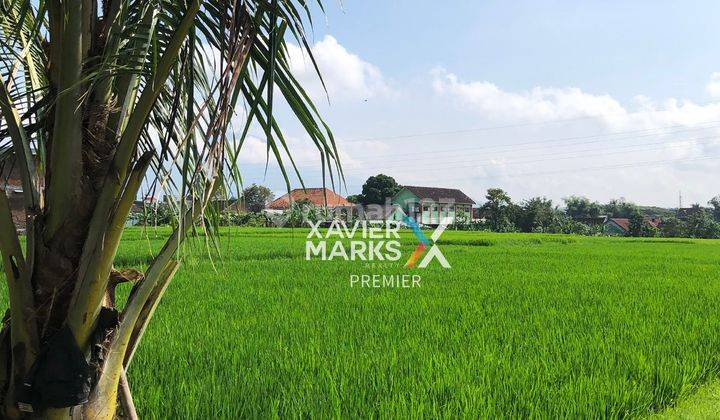 Tanah Sawah Luas di Simpang Teluk Grajakan Arjosari Malang 1