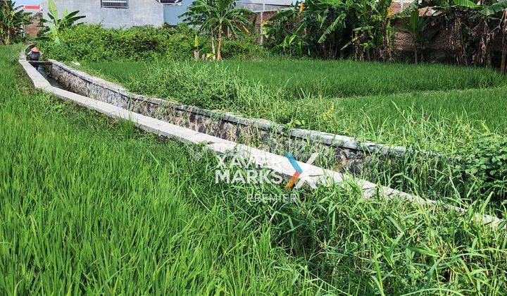 Tanah Sawah Luas di Simpang Teluk Grajakan Arjosari Malang 2