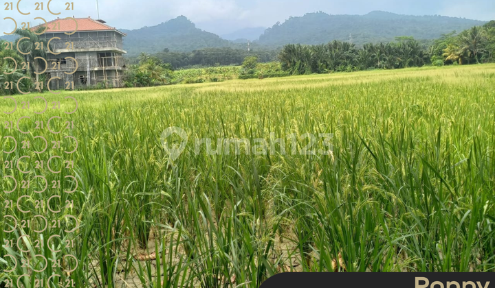 LAND BY THE ROAD FACING CARITA BEACH PANDEGLANG BANTEN LAND BY THE ROAD FACING CARITA BEACH PANDEGLANG BANTEN