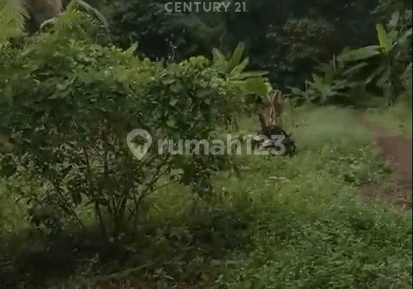 Land in Karangge Hamlet, Bandulu Village, Anyer, Serang, Banten