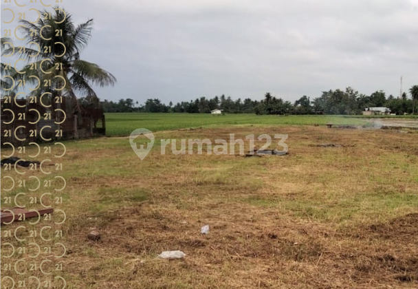 Dijual Tanah Kavling di Suka Damai Sei Bamban Serdang Sumatera Utara Dijual Tanah Kavling di Suka Damai Sei Bamban Serdang Sumatera Utara