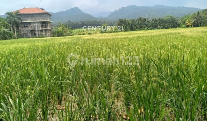 LAND BY THE ROAD FACING CARITA BEACH PANDEGLANG BANTEN LAND BY THE ROAD FACING CARITA BEACH PANDEGLANG BANTEN