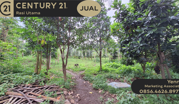 Flat Plantation Land in Lebaksiu, Tegal, Central Java