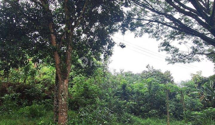 Tanah Luas 2,3 Ha Kondisi Rata Padat Di Jalan Provinsi 2