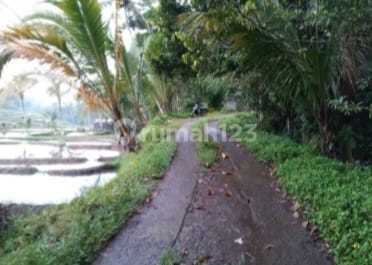 Kebun Kopi dan Buah Buahan Kec.pupuan. ******** . 20Juta/Are atau 200.000/Meter.