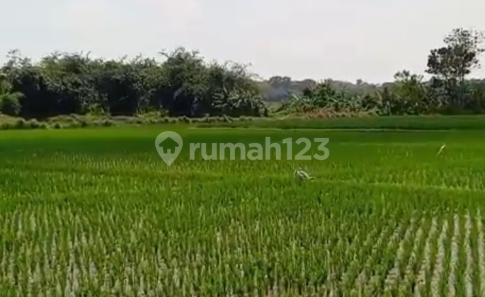 Dekat Pabrik Mobil Byd Subang 30 Mnt Dari Pintu Tol Cipaali 1Jt/Meter.