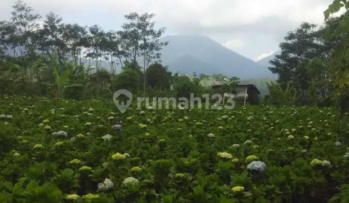 For Sale: Land Plot on Jl. Asah Gobleg, Banjar, Buleleng, Bali.