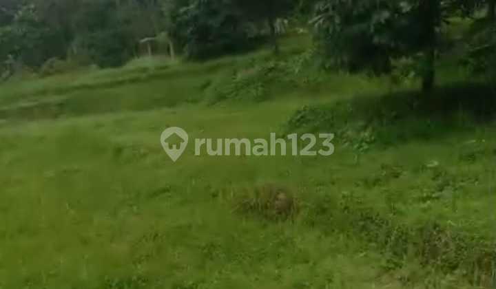 Productive Durian Garden West Selemadeg Tabanan Bali 3.5Ha. 35 Million/Are