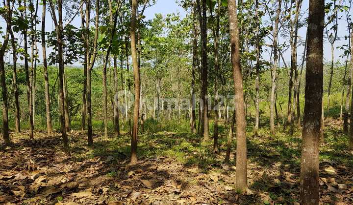 Land for Sale in Sadawarna Village, Cibogo Subdistrict, Subang Regency, West Java. Land for Sale in Sadawarna Village, Cibogo Subdistrict, Subang Regency, West Java.