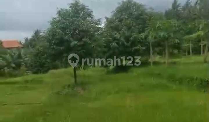 Productive Durian Garden West Selemadeg Tabanan Bali 3.5Ha. 35 Million/Are