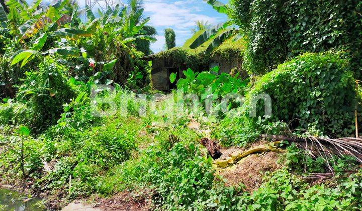 TANAH KEBUN SINGKAWANG KALIMATAN BARAT 2