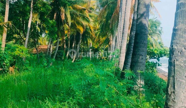 PINK ZONE Beachfront Land 2700m² SHM Kubutambahan Buleleng Bali 2