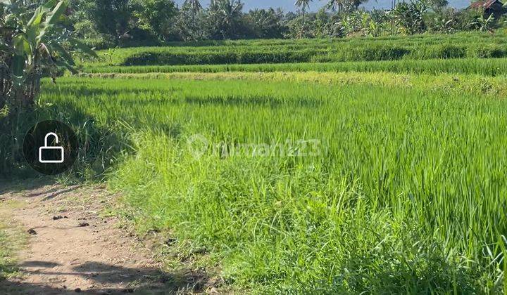 Buc Tanah Sawah 70 Are Di Dekat Kampus Akses Mobil Buleleng Bali 2