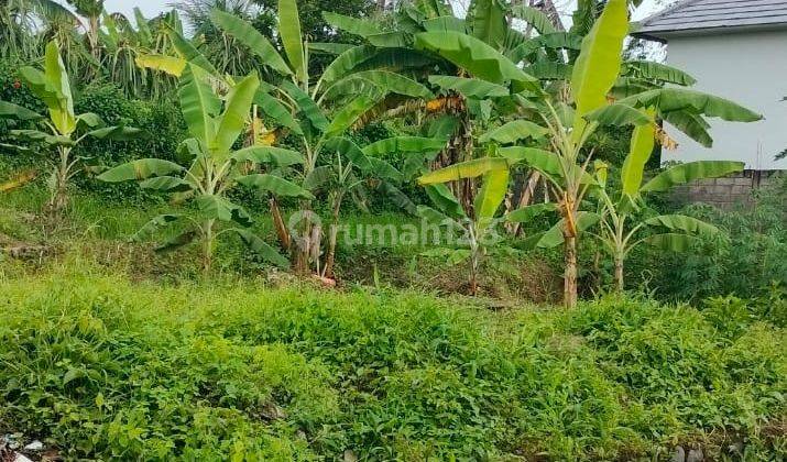 Tanah Kapling Siap Bangun 170m2 Sangket Sukasada Buleleng Bali 1