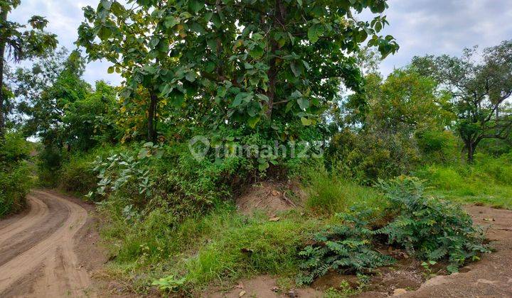 Cheap Strategic Land Ready to Build 6900m2 Bungkulan Buleleng Bali 2