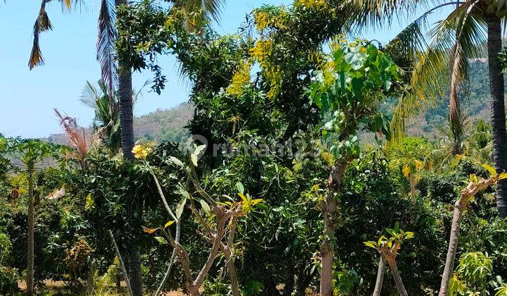 BUC Tanah Super Ocean view 32 are Depeha Kubutambahan Buleleng Bali 2