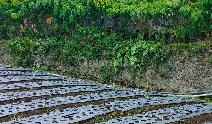 43 are Land Super View Gunung Danau Bukit di Kintamani Bali  2