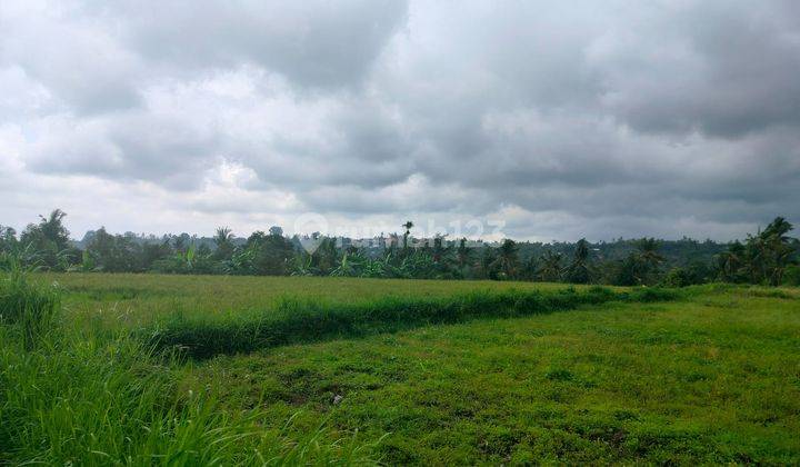 Tanah Sawah 30 Are Lokasi Bagus Jalan Beton 3 Desa di Sawan Buleleng Bali 2