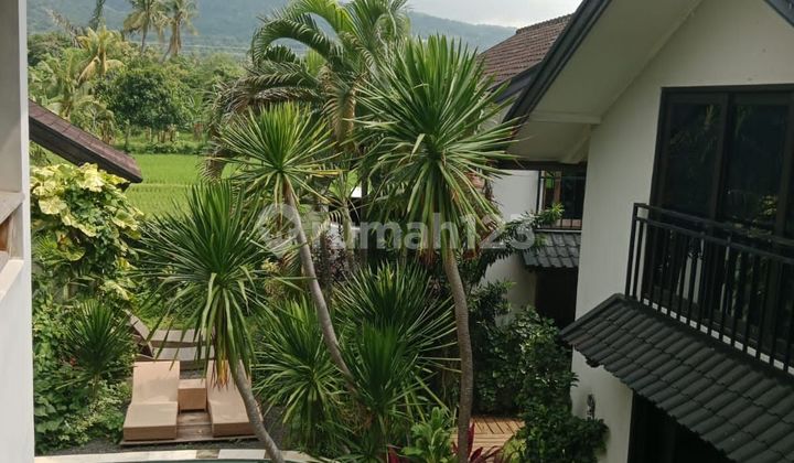 Beautiful Bungalows 3BR View Kaliasem Rice Fields Lovina Bali  1