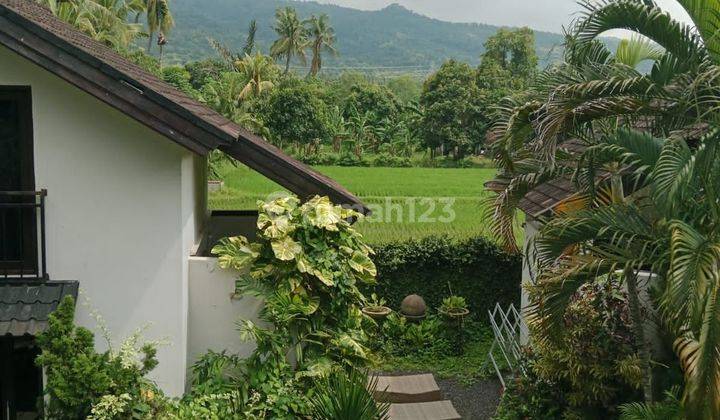 Murah Bungalows 3BR Dekat Pantai View Sawah Lovina Bali  2