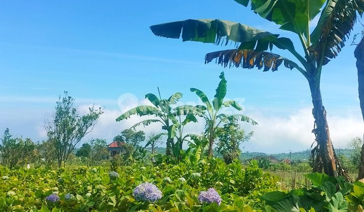 Pink Zone View Lake 5000m² Roadside Munduk Buleleng Bali Pink Zone View Lake 5000m² Roadside Munduk Buleleng Bali