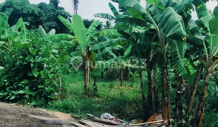 Tanah Kapling 300m² Siap Bangun Sangket Sukasada Buleleng Bali