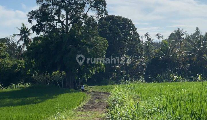 Buc Tanah Sawah 70 Are Di Dekat Kampus Akses Mobil Buleleng Bali 1